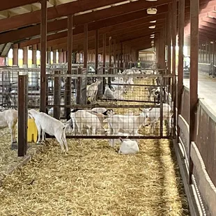 goats in a barn