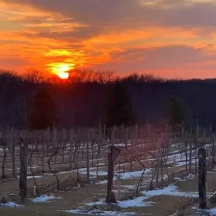 a sunset over a vineyard
