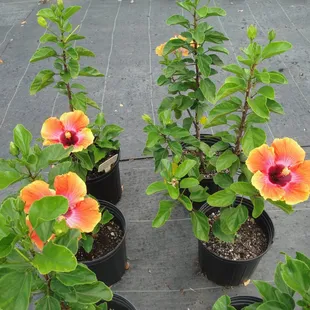 Ladybug Plants
