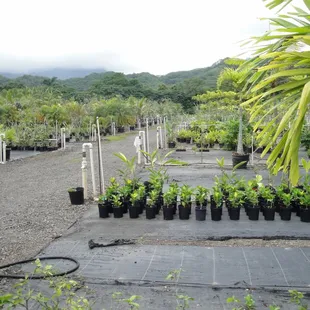 large nursery