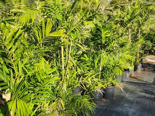 Tropical Tree Nursery