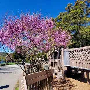 Beautiful tree in bloom next to play area