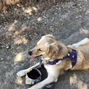 Lola taking a break