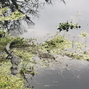 Alligators everywhere...