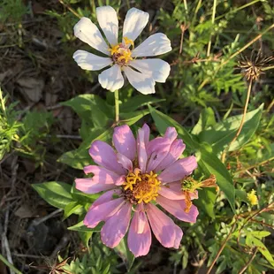Love the colors of the wild flowers.