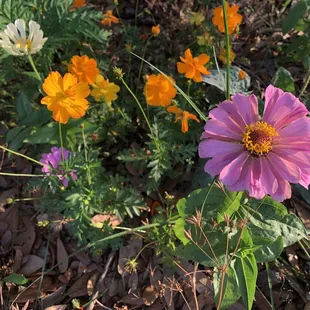 Local array of wild flowers.