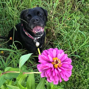 Maggie enjoying the flowers along the Lafitte Greenway.