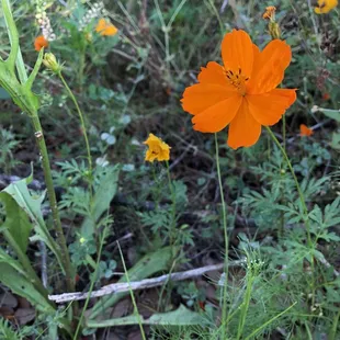 Colorful wild flowers.