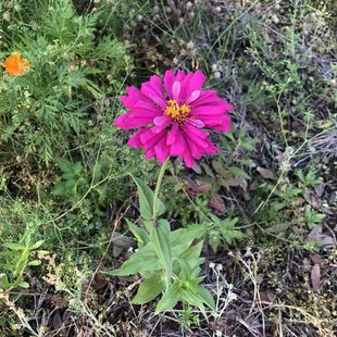 Vibrant colored wild flowers. No filter.