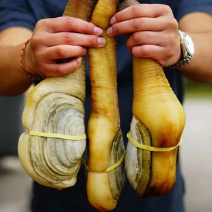 Geoduck