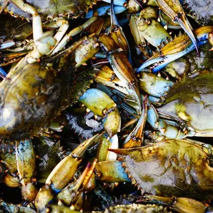 Jumbo Blue Crabs