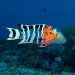 a colorful fish on a coral reef