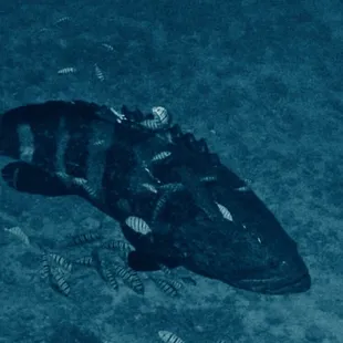 a large fish in the ocean