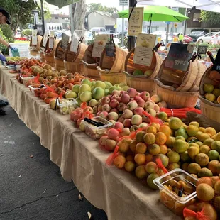 Free fruit samples (Nov 2023)