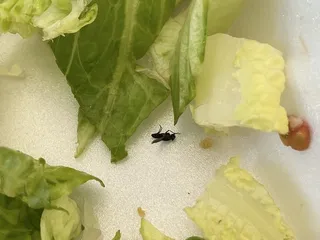 Jersey Jack's Eatery