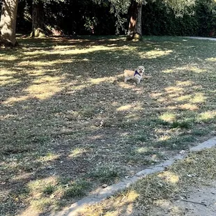 Little dog...big park