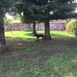 Only one here , looking for dog friends