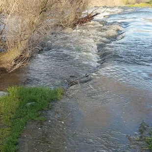 Our rare flow of water in the creek