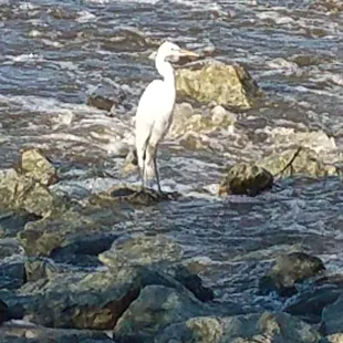 Snowy egret enjoying the falls