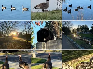 Elk Grove Creek Trail