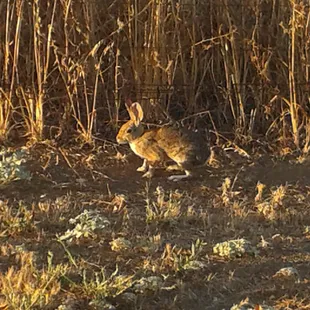 Wildlife