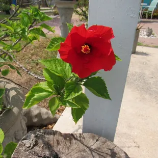 Blooming hibiscus