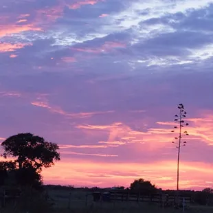 Sunset over Century plant