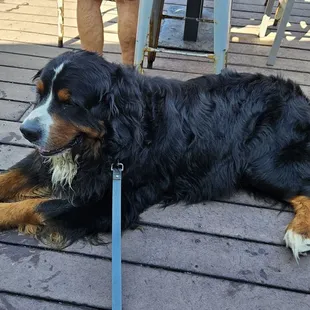 Dog Friendly People all over this Patio!