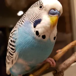 Max S.