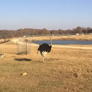 an ostrich in a field