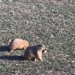 two prairie gophers