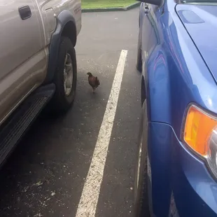 chicken roaming