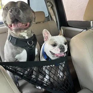 Fur babies anticipating their pup cups