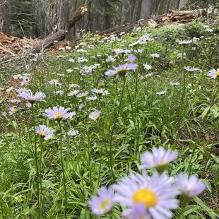Late season wildflowers