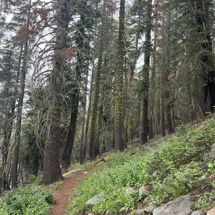 Through the woods