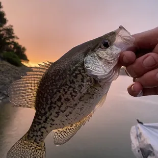 Crappie biting in the cove