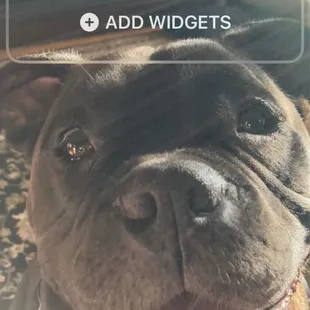 A loving dog that was rejected by this place, because of his breed