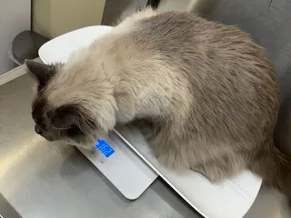 Marrero Veterinary Clinic