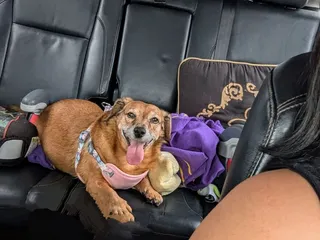 Abadie Veterinary Hospital