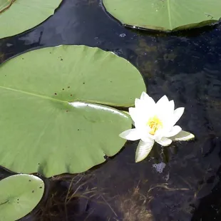 Lake Ann lily pad flora. the water is so clean and clear you can look down 15 feet and see fish and aquatic plantlife.