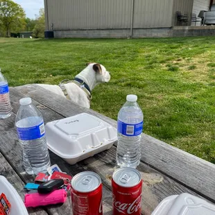 Dog friendly and outside food is welcome.