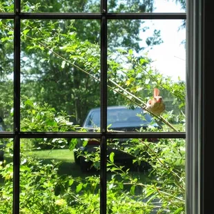 A Cardinal at the window of the winery peering in