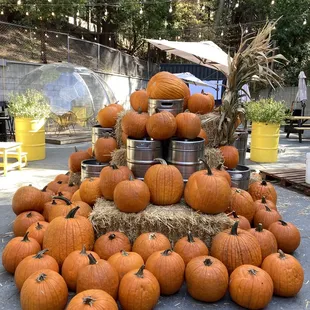 a pile of pumpkins
