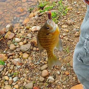 Lake Barber