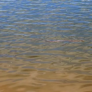 Look closely for the water snake