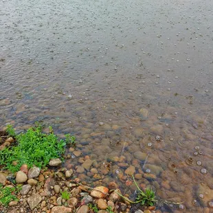 Rain on the lake