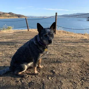 Lake Berryessa dog days.