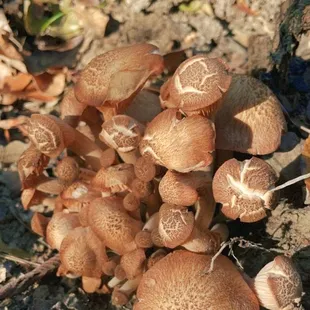 Some fungi found along the trail.