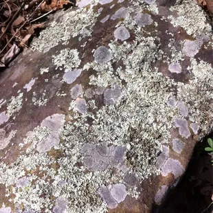Lichen on rocks
