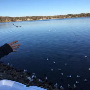 Feeding the birds after dinner.